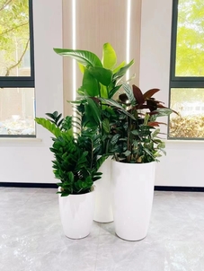 专业海曙绿植租摆，为您定制专属绿色空间